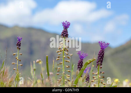 Flora von Gran Canaria, blühende Leopoldia Comosa Quaste Hyazinthe Stockfoto