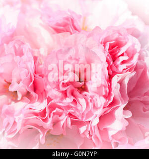 Nahaufnahme von Sakura Blumen Stockfoto