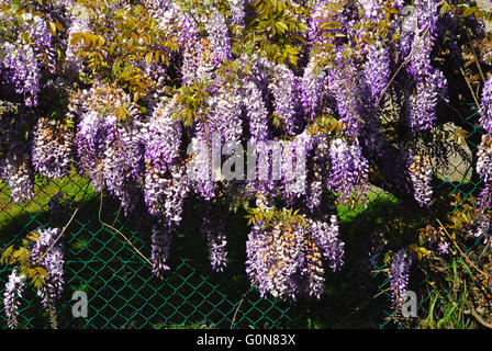 Cadoneghe, Veneto, Italien: eine Wisteria an der Wand eines Landhauses. Stockfoto