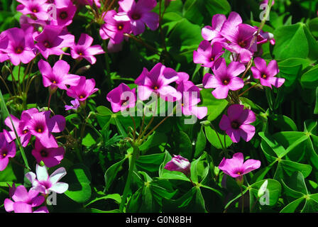 Oxalis Acetosella (Sauerklee oder Sauerampfer Holz). Stockfoto