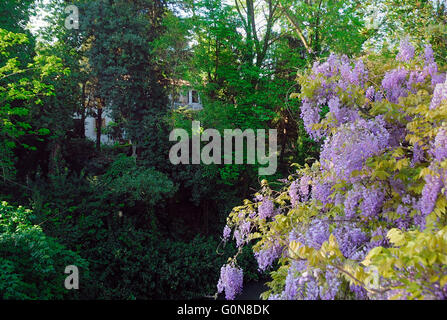 Padua, Veneto, Italien: eine Wisteria an der Wand des aVenetian Villa. Stockfoto