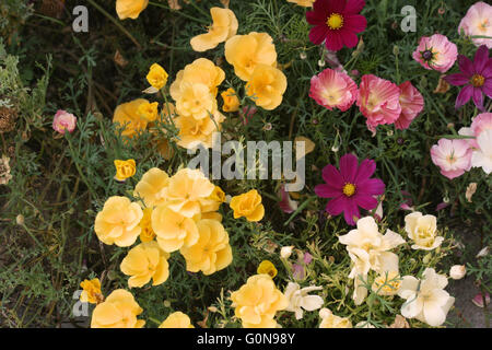 Dunkel rosa Kosmos (Cosmos Bipinnatus) unter gelb, Creme und rosa Kalifornischer Mohn (Eschscholzia Californica) Stockfoto