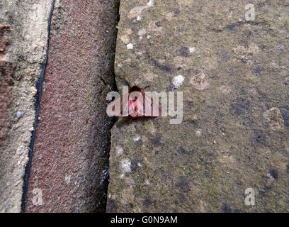 Dorsalansicht Ruby Tiger Moth (Phragmatobia Fuliginosa) auf Steinpflaster Platte neben Ziegelmauer Stockfoto
