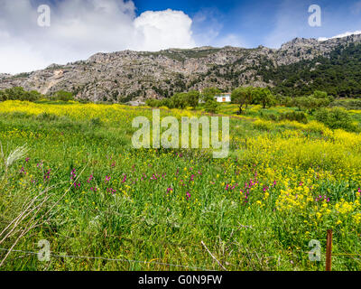 Naturlandschaft, Blumenwiese. Sierra de Las Nieves Naturpark. Malaga-Andalusien, Spanien-Europa Stockfoto