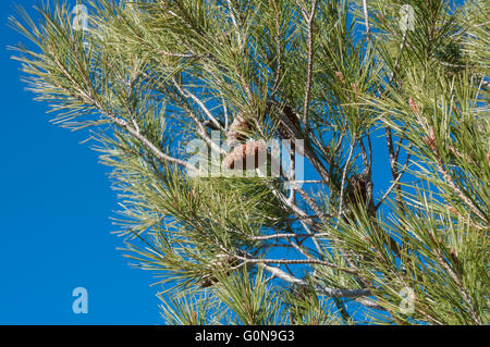 Detail der Blätter, Zweige und Zapfen der Aleppo-Kiefer, Pinus halepensis Stockfoto