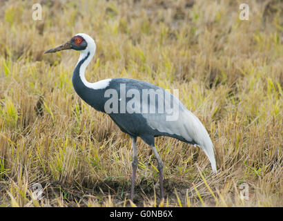 White-Himalaja-Kran (Antigone Vipio) Izumi Plains, Kyushu, Japan, Winter Stockfoto