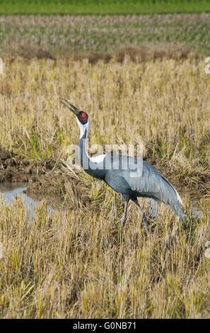 White-Himalaja-Kran (Antigone Vipio) Izumi Plains, Kyushu, Japan, Winter Stockfoto