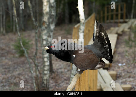 Auerhühner (at Urogallus), männlicher Vogel anzeigen Stockfoto