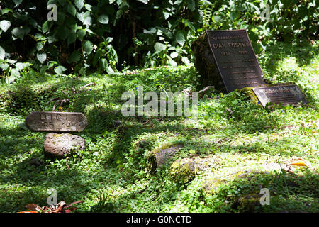 Foto von Jamie Callister ©. Dian Fossey Grab und ehemaligen Lagergelände, Volcanoes-Nationalpark, Ruanda, Zentralafrika, Stockfoto