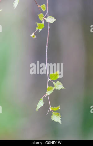 Silberbirke - Betula pendula - Blätter bei Speech House Woods und Worgreens Lake, Forest of Dean, Gloucestershire. VEREINIGTES KÖNIGREICH Stockfoto