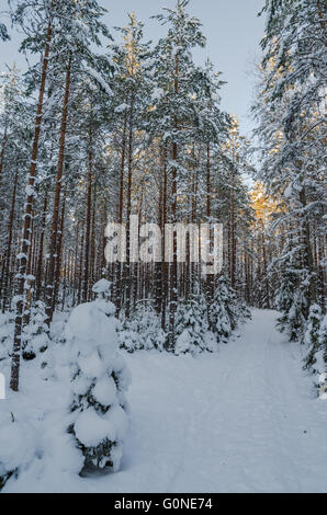 Winter Schnee bedeckten Bäume. Viitna, Estland. Stockfoto