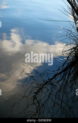 blauer Himmel mit weißen Wolken und Niederlassungen in ruhigem Wasser reflektiert Stockfoto