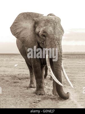 Großer Elefant mit großen Stoßzähnen Stockfoto