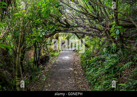 Neuseeland, Stewart Island, Golden Bay. Golden Bay Landschaftsschutzgebiet. Naturlehrpfad. Stockfoto