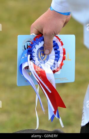 Meisterschaft Rosette und Ort Karte Close up Land zeigen Schwein Abschnitt Stockfoto