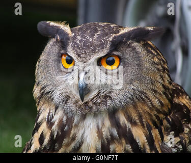 Nahaufnahme des Kopfes eine eurasische Adler-Eule (Bubo Bubo) Stockfoto