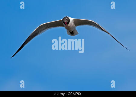 Lachende Möwe im Flug Stockfoto