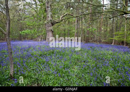 Glockenblumen im Southweald Park Stockfoto