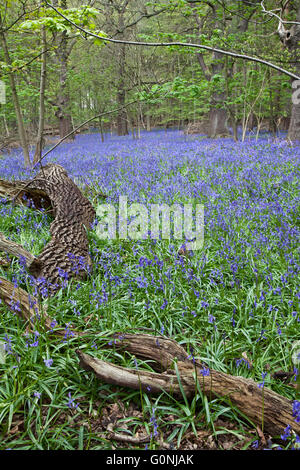 Glockenblumen im Southweald Park Stockfoto