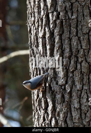 Der eurasische Kleiber auf Baum im Frühling Stockfoto