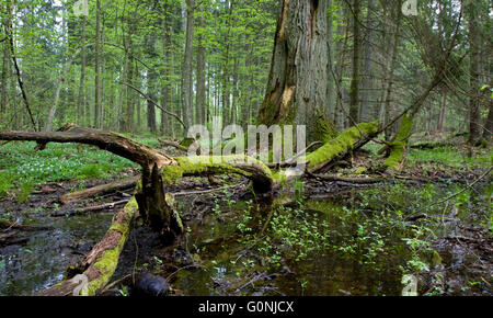 Frühling nass Mischwald mit stehendem Wasser und tote Bäume teilweise abgelehnt, Białowieża Wald, Polen, Europa Stockfoto