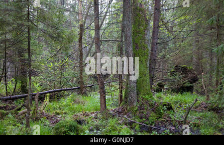 Frühling-Feuchtgebiet stehen von Białowieża Wald mit alten Baumstumpf unter Białowieża Wald, Polen, Europa Stockfoto