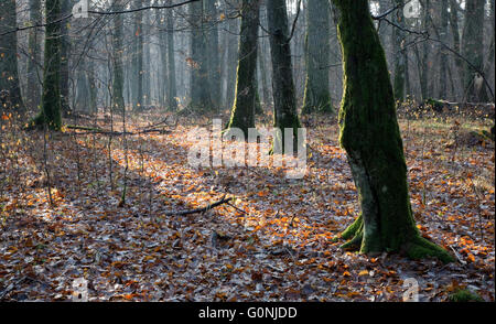 Sommergrüne Stand von Białowieża Wald im Herbst mit einigen Hainbuchen in Sonne, Wald von Białowieża, Polen, Europa Stockfoto