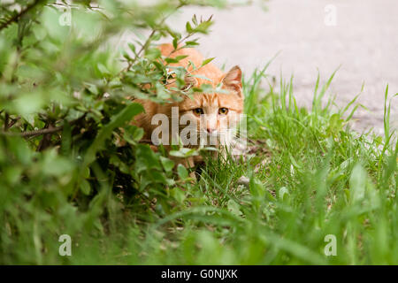 Porträt der ängstliche Katze Jagd im Rasen Stockfoto