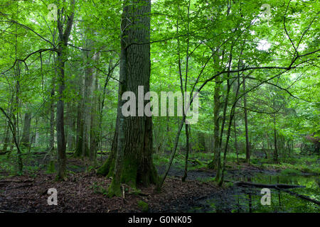 Im Sommer mittags bei nassem Laub stehen von Białowieża Wald mit alten einsamen Eiche, Bialowieza Forest, Polen, Europa Stockfoto