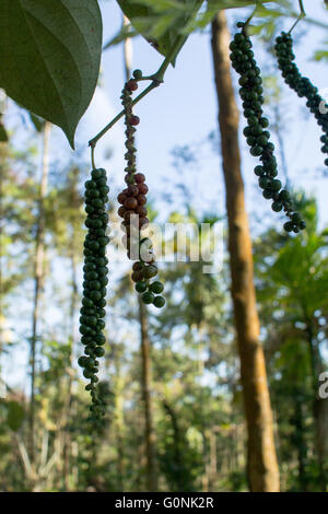 Schwarzer Pfeffer (Piper Nigrum) wächst an Rebstöcken am Gewürzplantage in Kerala Indien Stockfoto