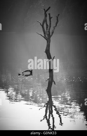 Gipfel des Baumes unter Wasser in einem künstlich angelegten See erstellt durch Überflutung eines Waldes. Stockfoto