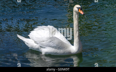 Weisser Schwan Stockfoto