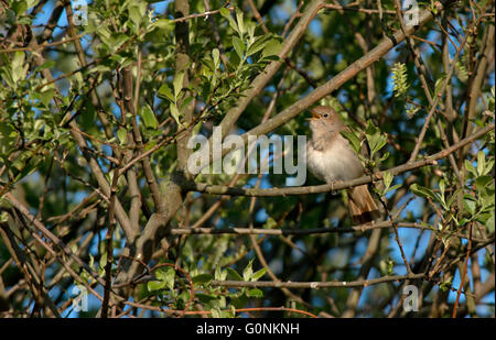 Nachtigall, Luscinia Megarhynchos In Song. Frühling. UK Stockfoto