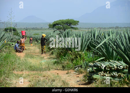 Tansania Tanga, Usambara-Berge, Sisal Landwirtschaft und Industrie, D.D. Ruhinda & Company Ltd., Mkumbara Sisal Estate, Bauernhof Arbeiter Ernte Sisal verlässt / TANSANIA Tanga, Usambara Berge, Sisal-Anbau Und Industrie, D.D. Ruhinda & Company Ltd., Mkumbara Sisal Estate, Landarbeiter Bei Ernte der Sisal Blaetter Stockfoto