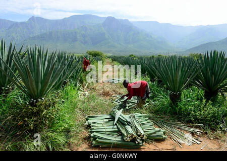 Tansania Tanga, Usambara-Berge, Sisal Landwirtschaft und Industrie, D.D. Ruhinda & Company Ltd., Mkumbara Sisal Estate, Bauernhof Arbeiter Ernte Sisal verlässt / TANSANIA Tanga, Usambara Berge, Sisal-Anbau Und Industrie, D.D. Ruhinda & Company Ltd., Mkumbara Sisal Estate, Landarbeiter Bei Ernte der Sisal Blaetter Stockfoto