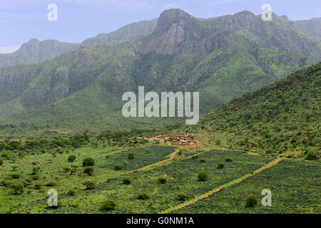 Tansania Tanga, Usambara-Berge, Sisal Landwirtschaft und Industrie, D.D. Ruhinda & Company Ltd., Mkumbara Sisal Immobilien, neue gepflanzt Agave Sisalana / TANSANIA Tanga, Usambara Berge, Sisal-Anbau Und Industrie, D.D. Ruhinda & Company Ltd., Mkumbara Sisal Estate, Neupflanzung Sisalpflanze Agave Sisalana Stockfoto