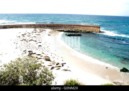 Seehunde Mütter Strand La Jolla, Kalifornien Stockfoto