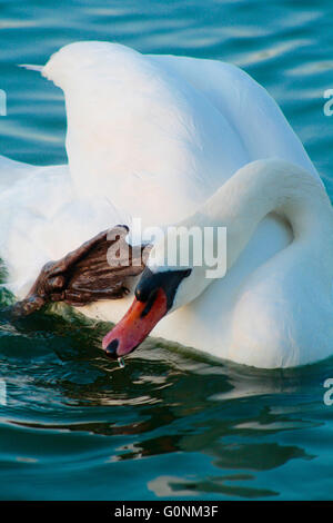 Höckerschwan Cygnus Olor Kopf kratzen Stockfoto