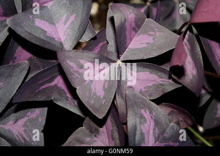 Lila Kleeblätter Close Up Detail Oxalis triangularis Stockfoto