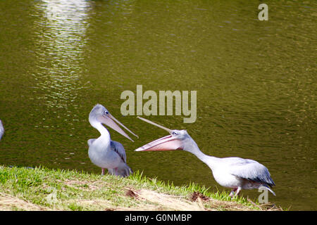 Zwei große weiße Pelikane, die Kommunikation in der Nähe von See in San Diego Wild Animal Park Stockfoto