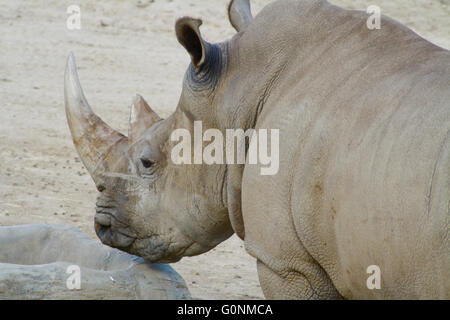 Vom Aussterben bedrohte afrikanische Breitmaulnashorn Kopf Closeup am Southern California San Diego Wild Animal Park Stockfoto