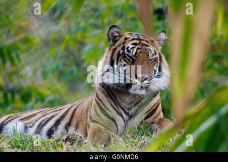 Vom Aussterben bedrohte Sumatra-Tiger ruht in Grass Stockfoto