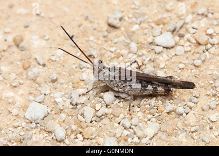 Eine lange – gehörnte Heuschrecke (Psinidia Fenestralis) sitzt in der Mitte ein Sandweg. Stockfoto