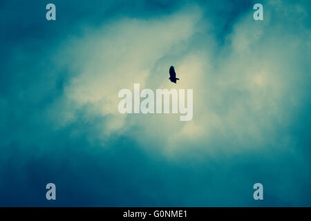 Vogel fliegt im Dunkeln Himmel getrübt Stockfoto