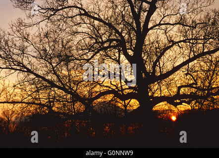 Rieseneiche gegen Sonnenuntergang Winterhimmel; Montgomery County; Pennsylvania; USA Stockfoto