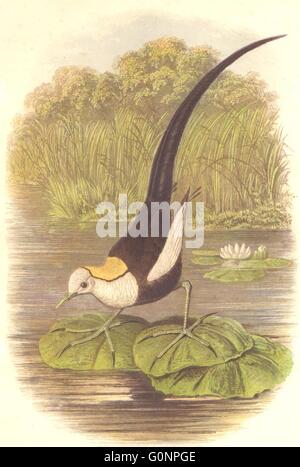 Vögel: Stelzenläufer-Walker: Schiene: chinesische Jacana, antiken print c1870 Stockfoto