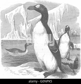 Vögel: Taucher: Stariki: Riesenalk, riesigen Pinguin, antiken print c1870 Stockfoto