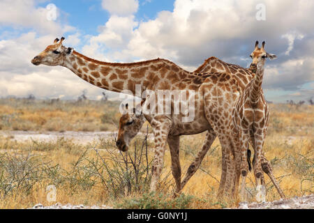 Giraffe mit Kalb Grazzing auf Baum im Etosha Nationalpark, Ombika, Kunene, Namibia, Tierfotografie Stockfoto