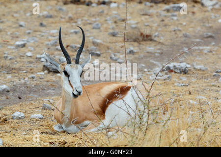 liegen und ruhen Springbok Antidorcas Marsupialis, Etosha national Park, Ombika, Kunene, Namibia. Wahre Tierfotografie Stockfoto