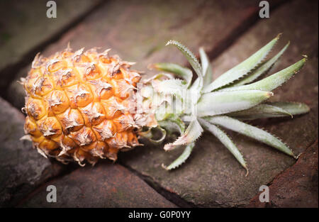 Beliebte Honig Königin Ananas von Bangladesch auf Ziegel Oberfläche Stockfoto